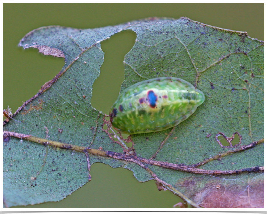 Heterogenea shurtleffi
Red-eyed Button Slug
Noxubee County, Mississippi Heterogenea shurtleffi
Red-eyed Button Slug
Noxubee County, Mississippi